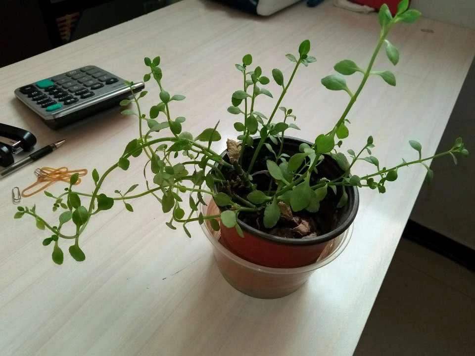 花徒长要怎么处理,花儿徒长怎么办