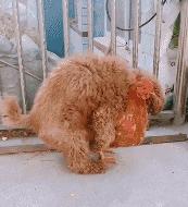 泰迪狗的肛门腺多久挤压一次？怎么做？