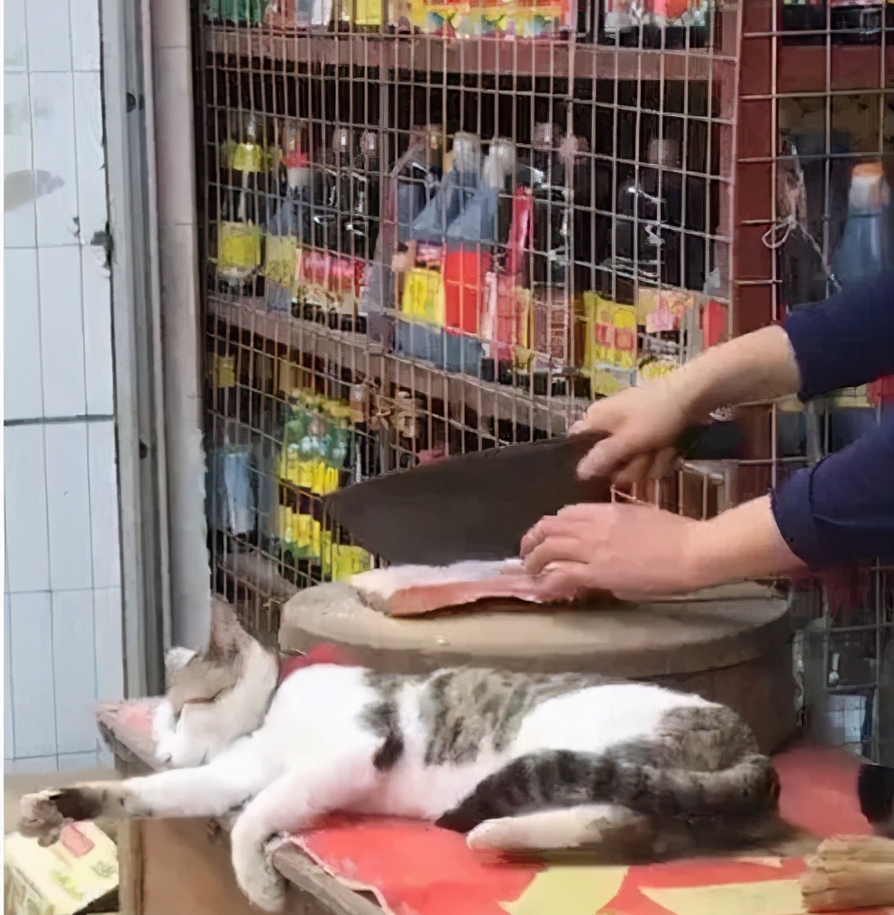 全网都以为复旦大学的猫被偷了，几天后…气得想骂猫