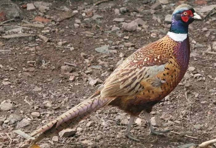 换换口味，去农村打野，跑不掉的野味你可以尝尝