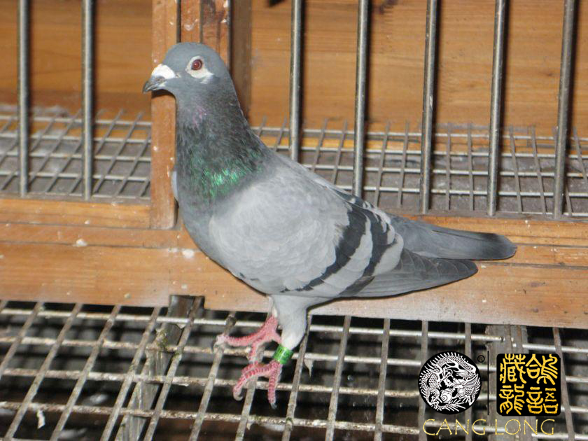 赛鸽名家的养鸽小技巧视频,工薪鸽友养鸽秘籍