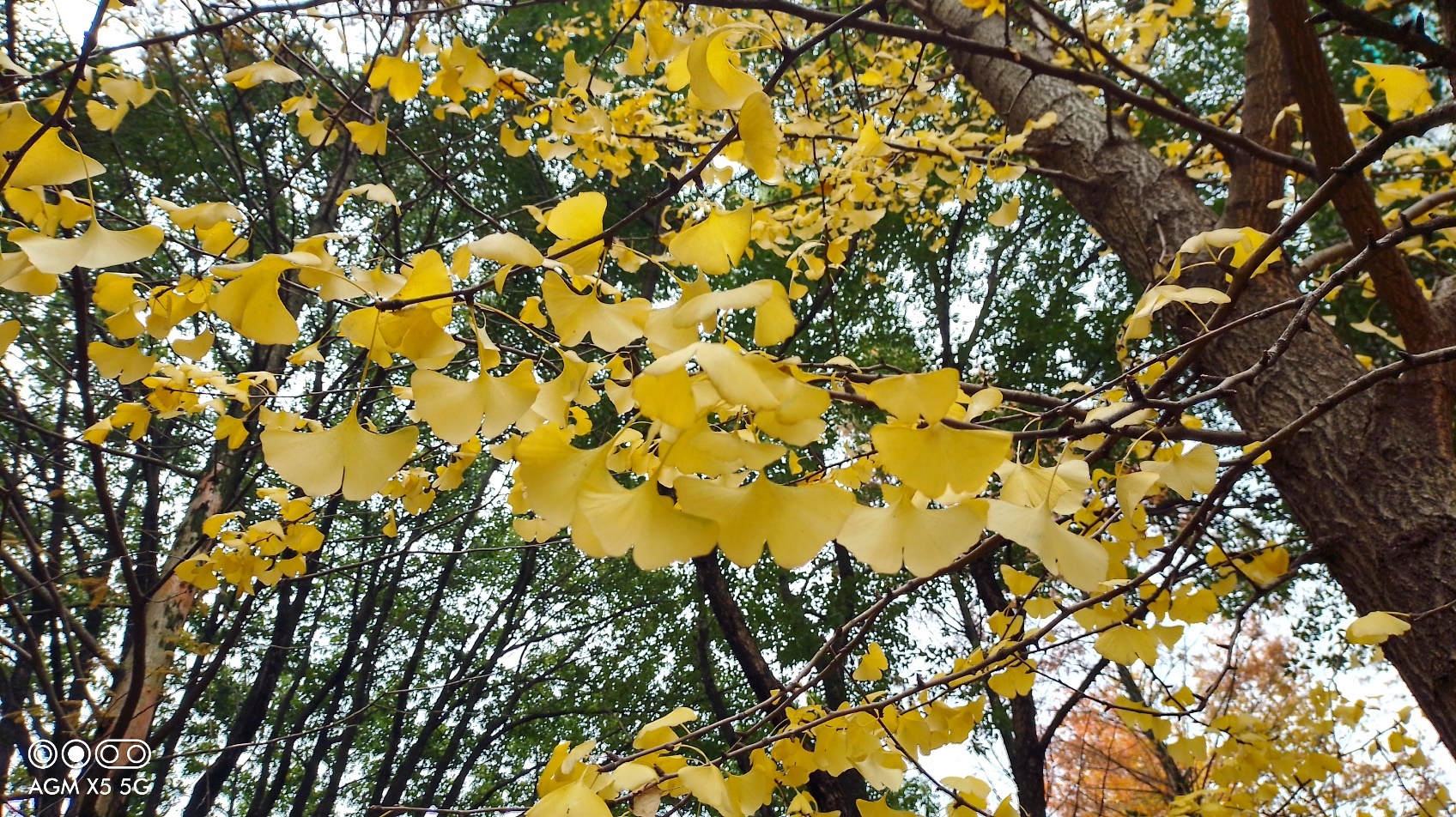 agm三防手机x5,户外手机agmx5