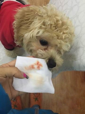 遇到狗狗生理期,狗狗生理期遇到公狗会怎样