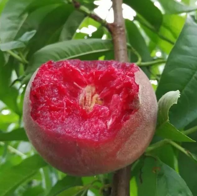 果肉血红的是什么桃子,果肉是红色的脆桃