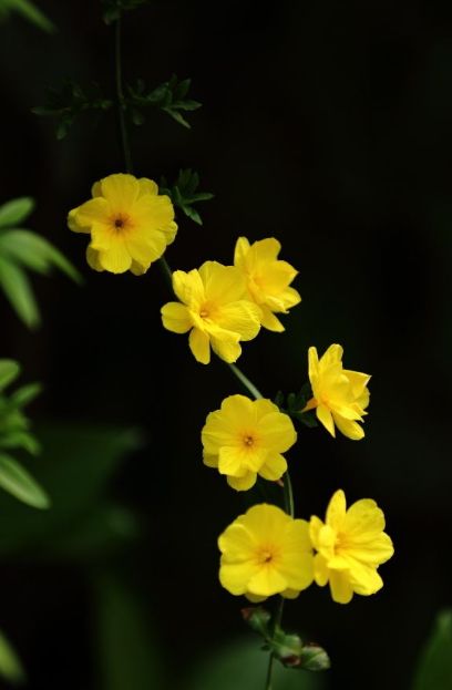 迎春花开的原创诗词,迎春花开诗词大全