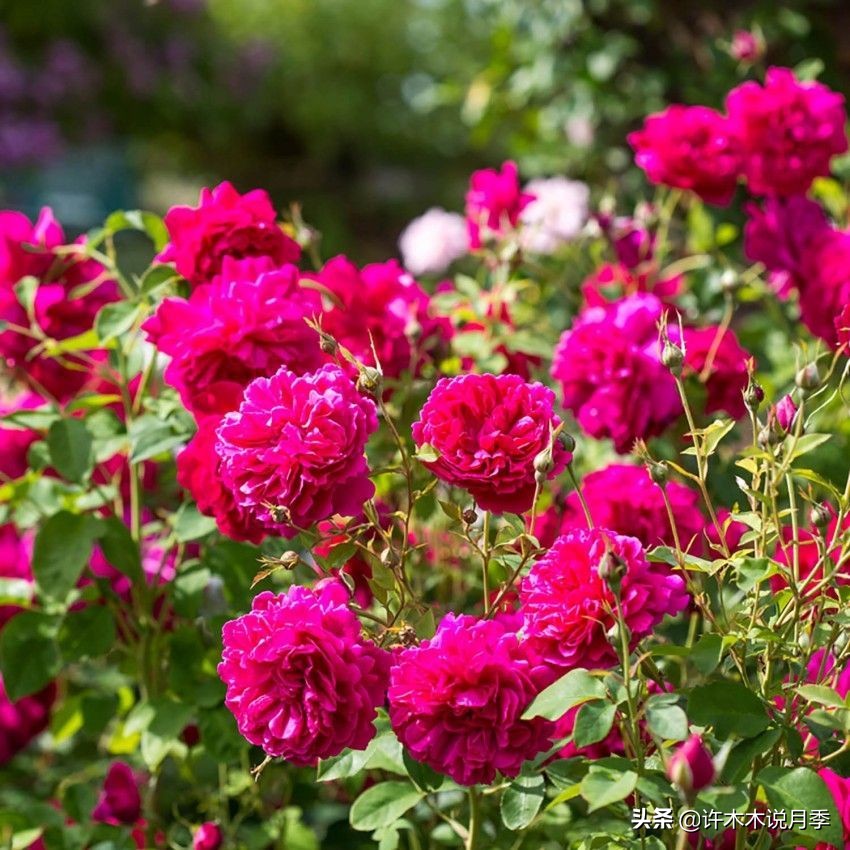 奥斯汀花型月季推荐,奥斯汀月季2020新品种