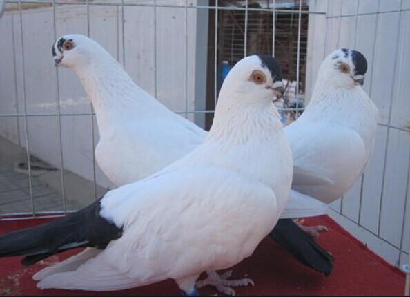 肉鸽冬天打啥疫苗最好,肉鸽疫苗怎么打