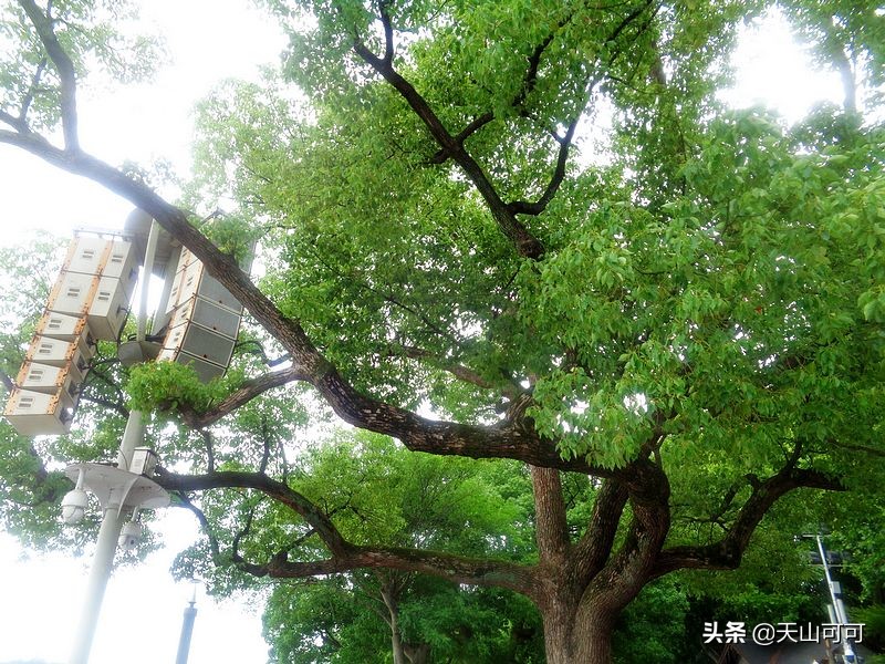 西湖一日游西湖景色到底有多美,再说一遍西湖之美