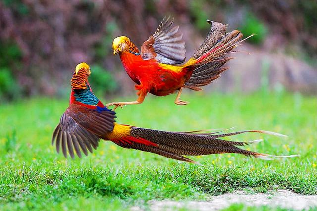 山西老汉意外在山上捡到金凤凰,老农在深山发现金凤凰