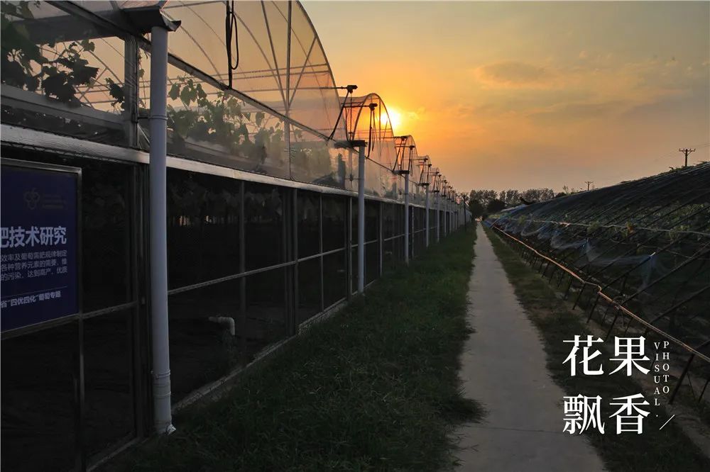 阳光玫瑰葡萄哪里最好种,种阳光玫瑰葡萄前景怎么样