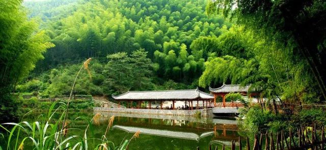 ¥599/套起!栖息30只孔雀!竹海环绕避世酒店竟全部用竹子造