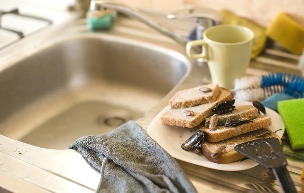 家里蟑螂用药不好使怎么办,灭蟑螂的最好方法彻底消灭蟑螂