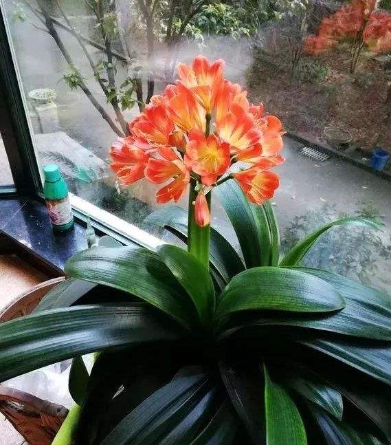 君子兰养护方法怎样让它开花,君子兰养法为什么君子兰不开花