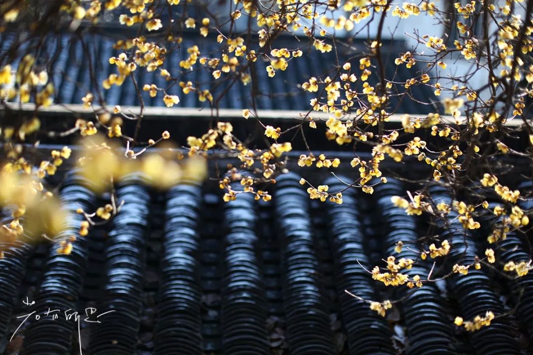 离上海仅1小时,这3座小众安静的江南名园,可惜大多数都没听过!