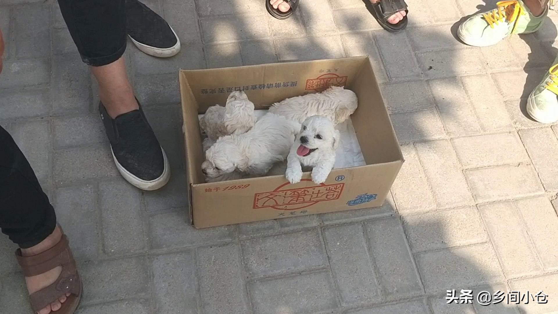 豫东第一大狗市,带你看看周口最大的狗市