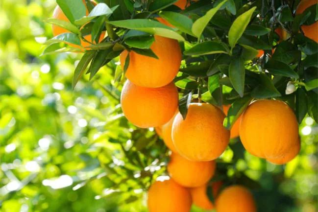 哪个地方出产的橙子最好吃,现在哪里的橙子最好吃