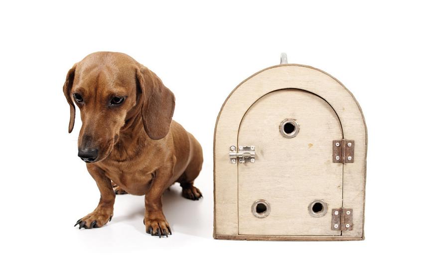 狗狗又开始乱拉大小便,狗狗在家随地大小便问题及训练