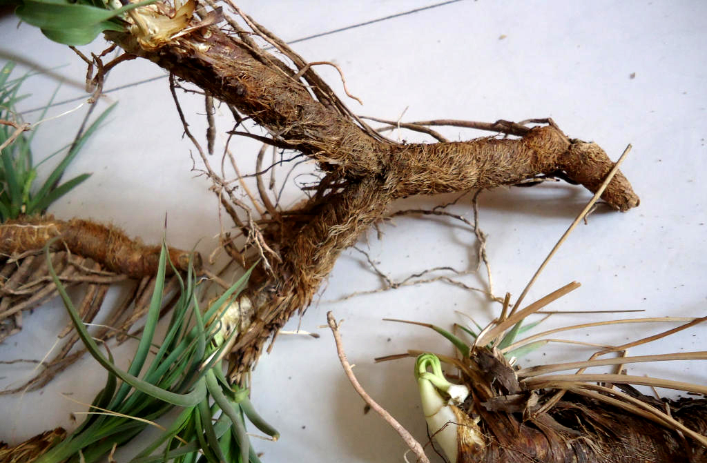 菊花在古代被古人称为什么之一,古代菊花的别称是什么