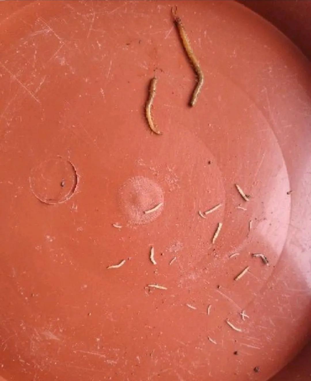 虫虫大作战对战所有昆虫攻略,虫虫大作战灭虫视频