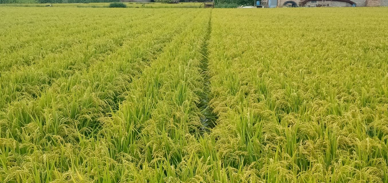 水稻专用肥可以当小麦穗肥用吗,水稻穗肥最好用什么肥