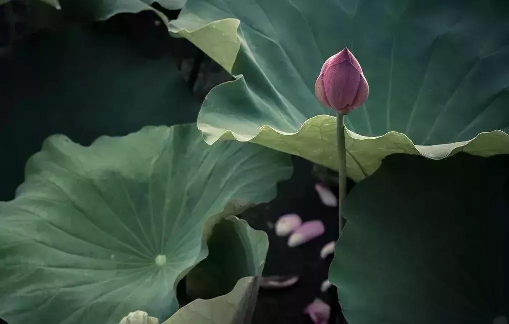 植物认知|佛系植物，五树六花