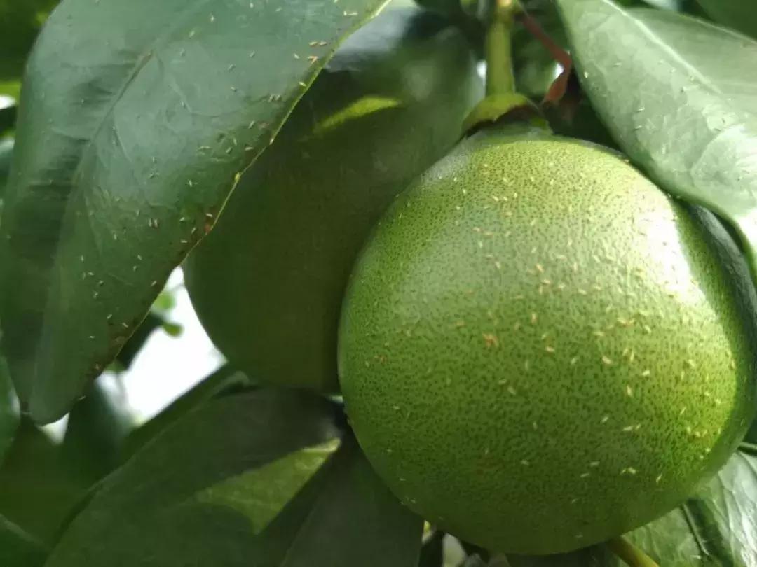 春季柑橘树预防什么病虫害,柑橘病虫害施药时间表