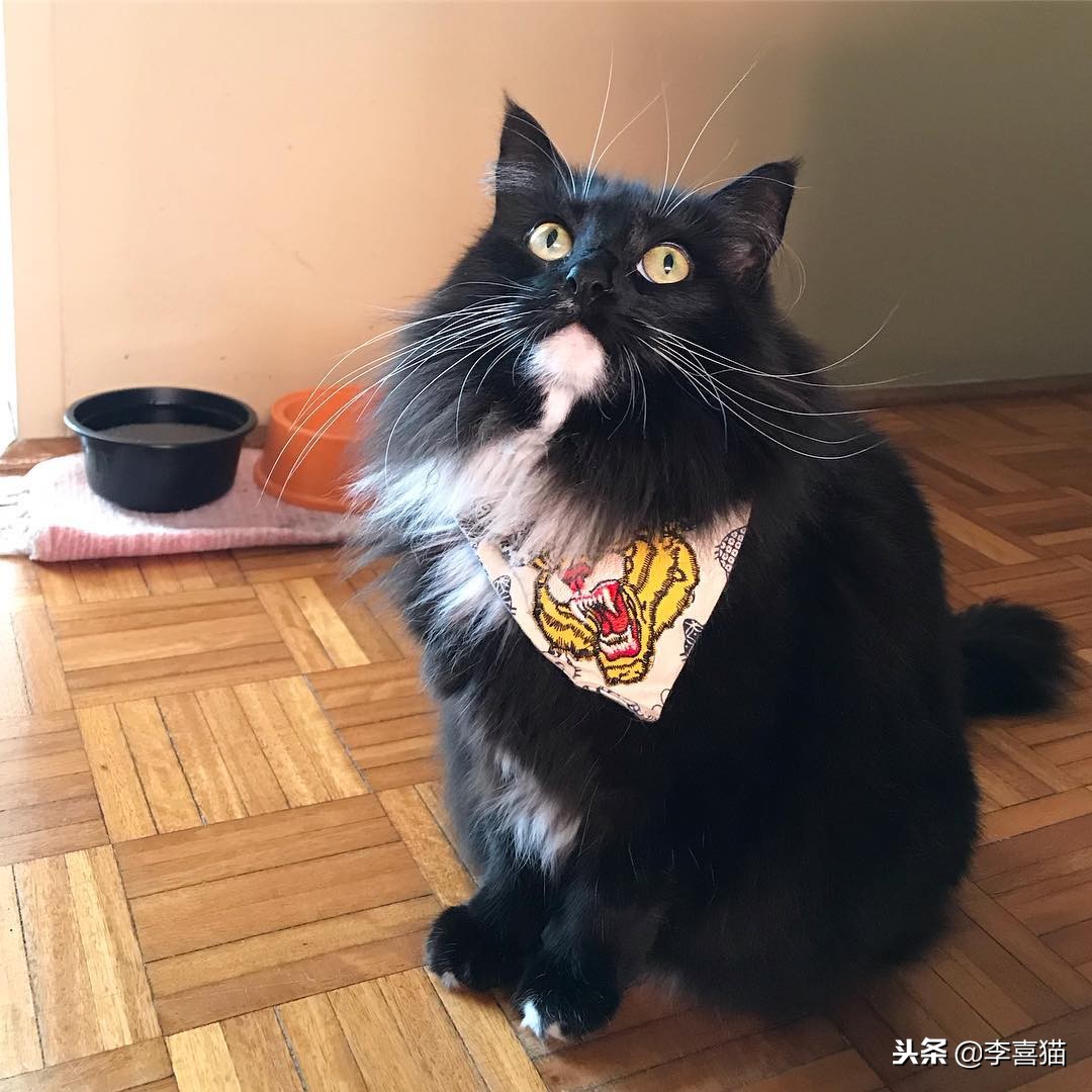 进口猫粮比国产猫粮好吗,进口猫粮和国产猫粮哪个好