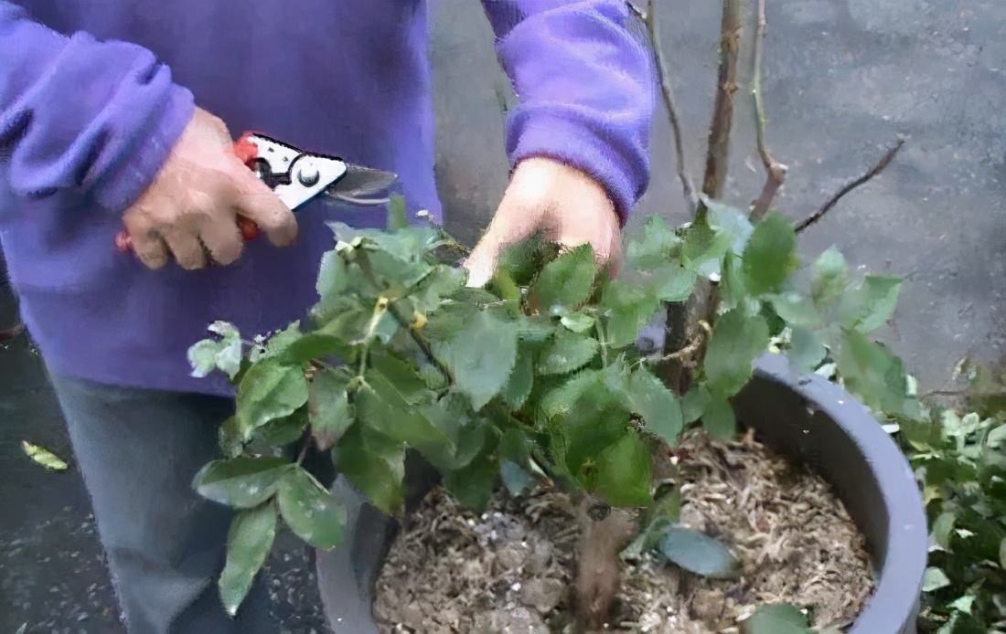 如何对盆景进行正确的修剪,盆景修剪造型入门视频