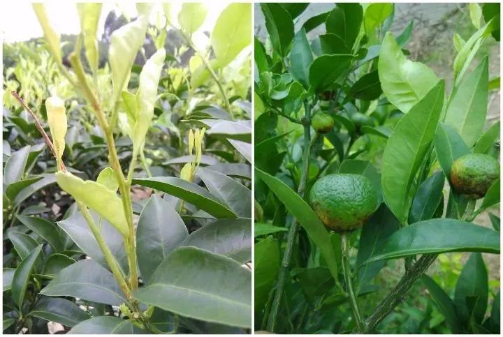 作物缺素口诀,作物营养缺素诊断与科学施肥