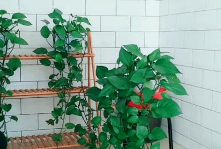 绿萝叶子发黄长斑点快速补救方法,绿萝叶子有斑点发黄怎么办