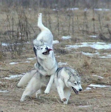 哈士奇要怎么养才最好,哈士奇要怎么养才听话