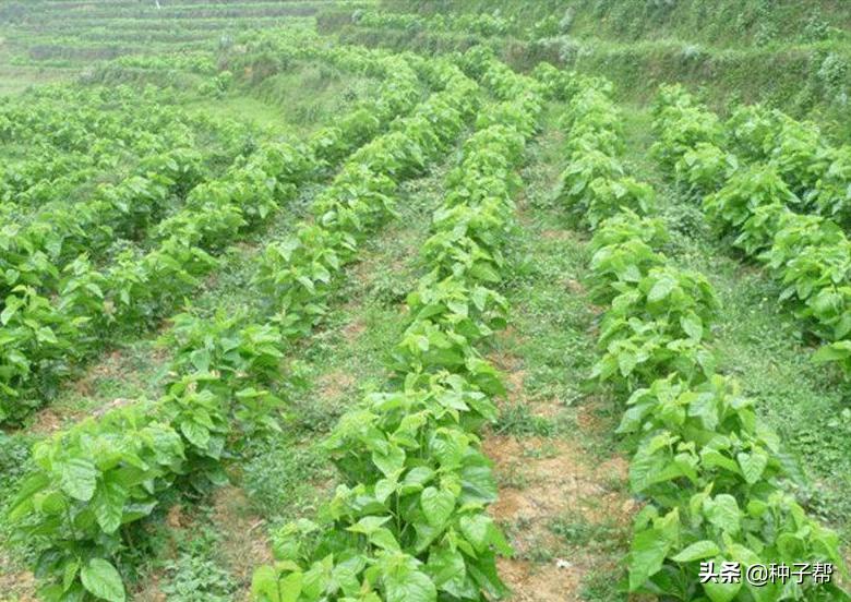 饲料桑品种,饲料桑品种介绍