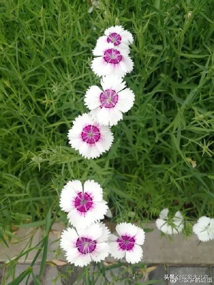 京城新增一“小江南”！免费人少