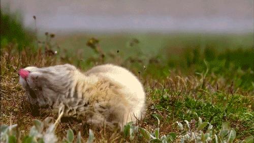 今天聊聊ARCFOX北极狐