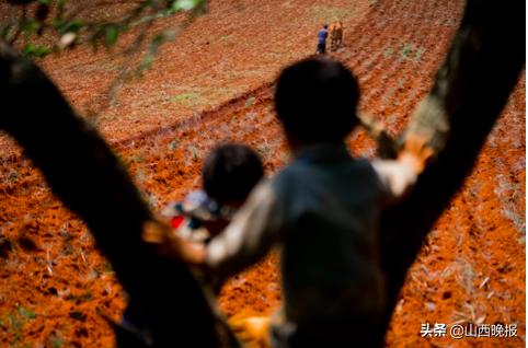 香甜的雪莲果,好吃的雪莲果哪里找