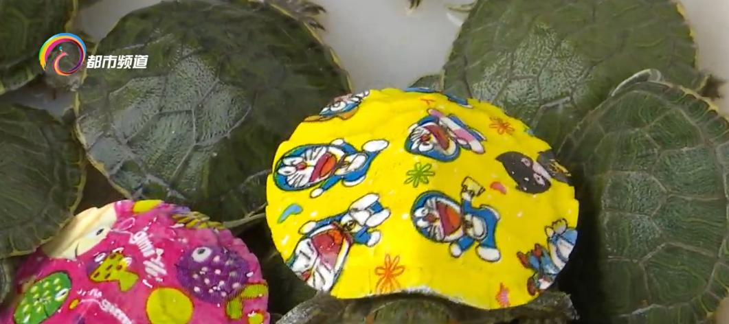 小彩龟适合小孩子养吗,龟背上的彩绘的危害