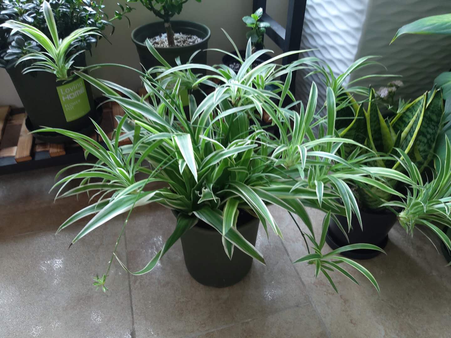 吊兰喜水还是怕水,吊兰怕水还是喜水