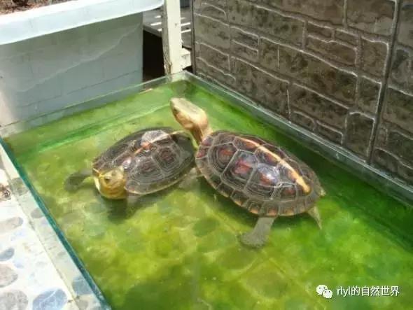 最好养的半水龟排行,半水龟饲养环境简单