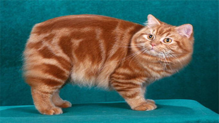 3招搞定猫咪臭屁股！我柠檬了