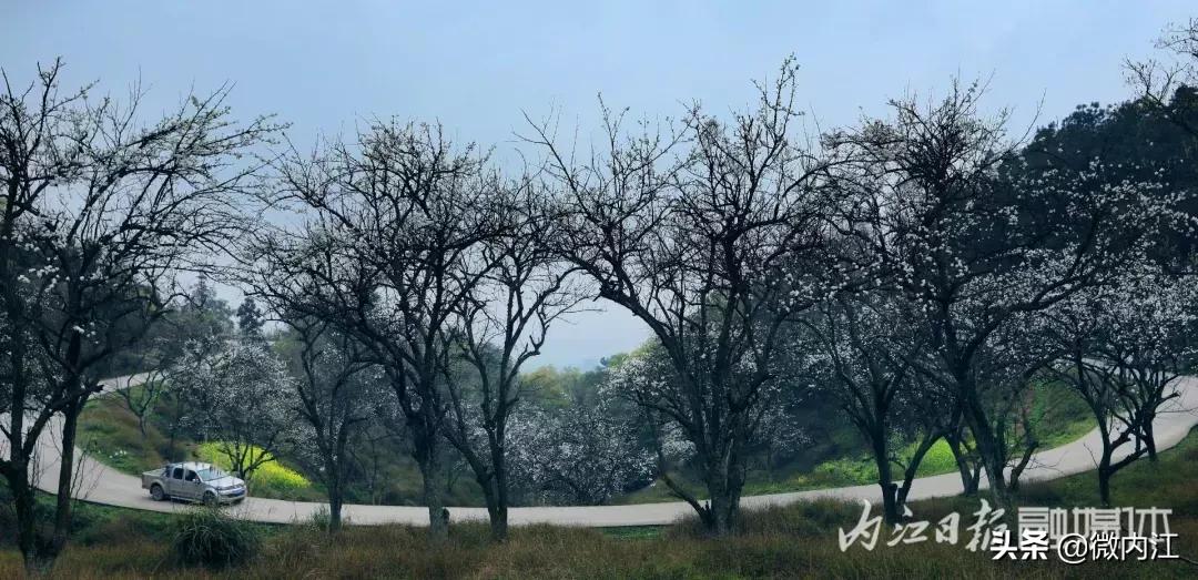 宛若仙境!内江竟还藏了这样一个“世外梨源!