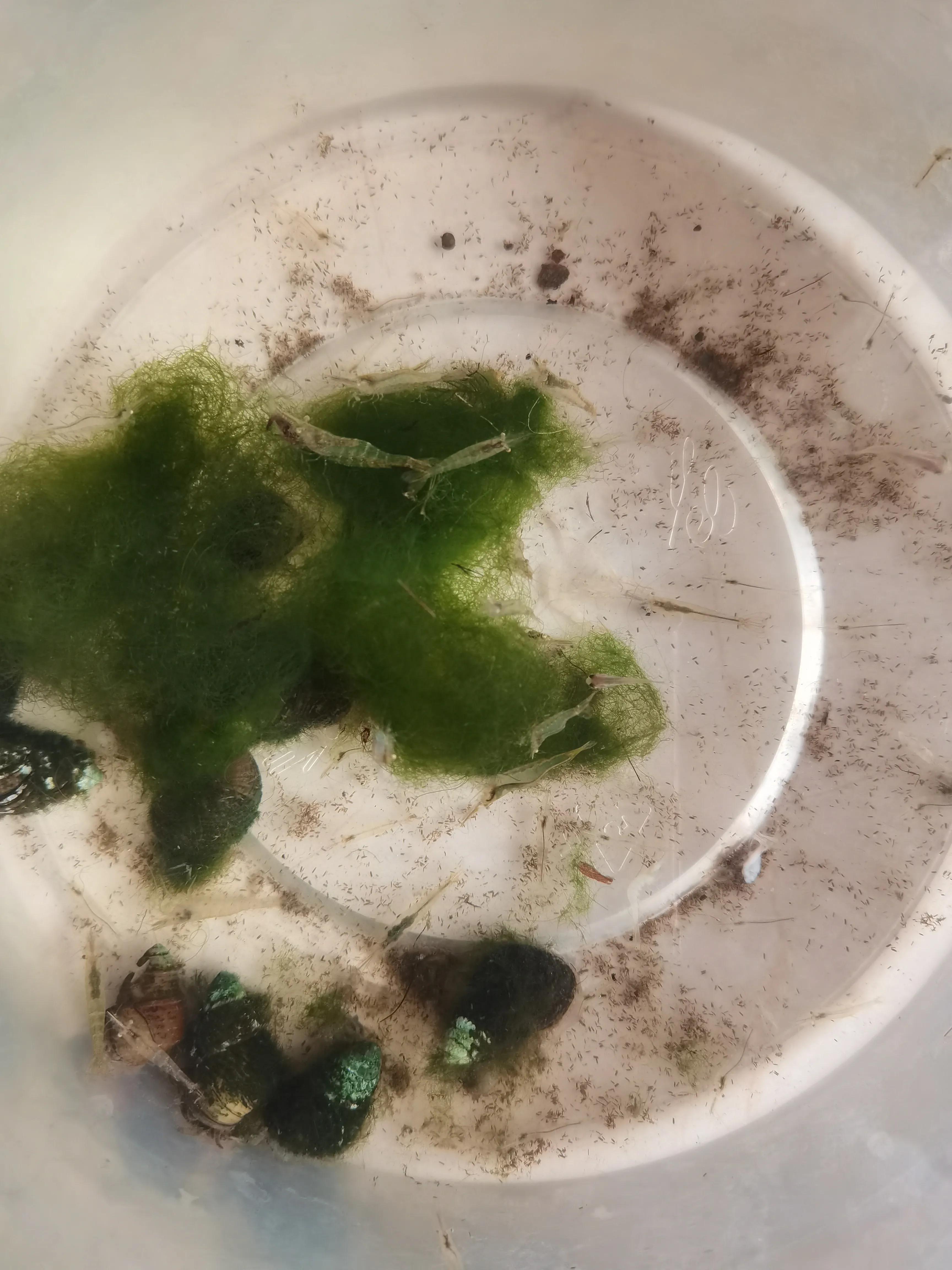 观赏小鱼小虾视频,专业养小鱼小虾的正确方法