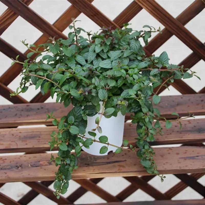 适合室内养的50种植物驱蚊,适合家里养的驱蚊的植物