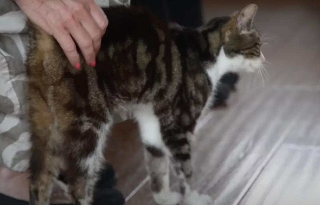 猫咪走失一个月又回来了,猫咪失踪15年后终于找到了吗