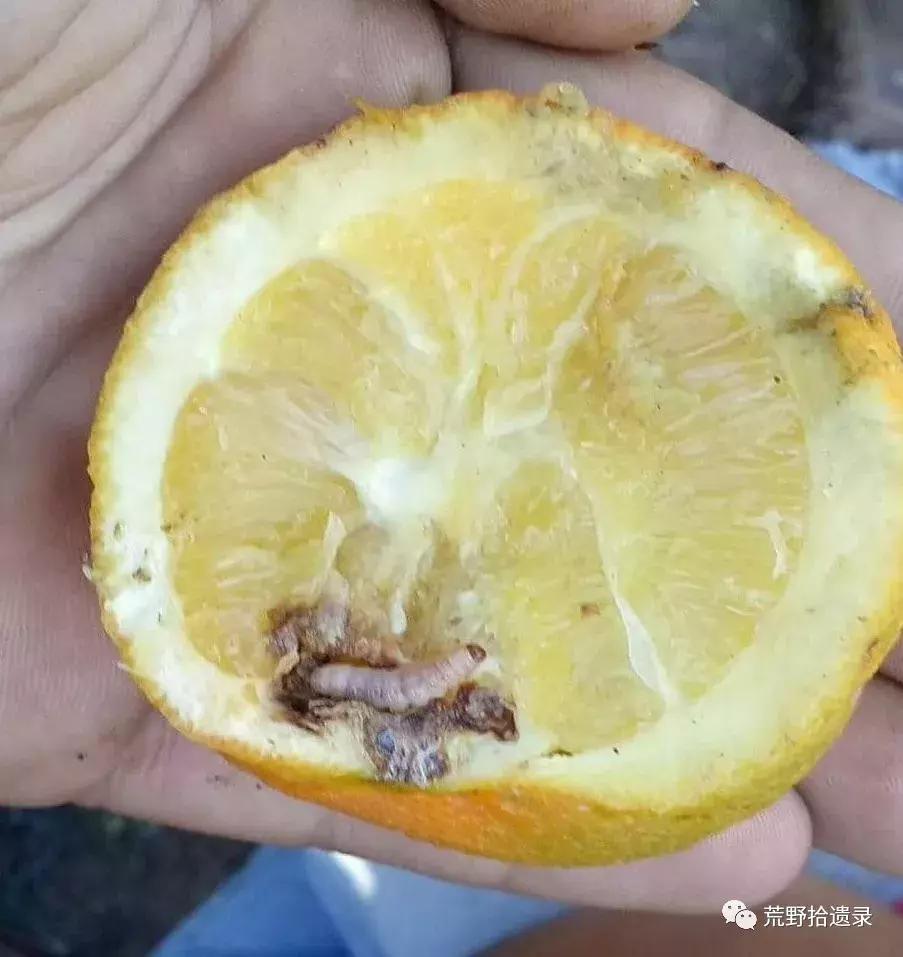 改变世界的植物：骆驼蓬PeganumharmalaL.