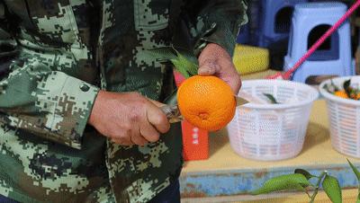 连江长龙美人橙,连江长龙红美人柑橘