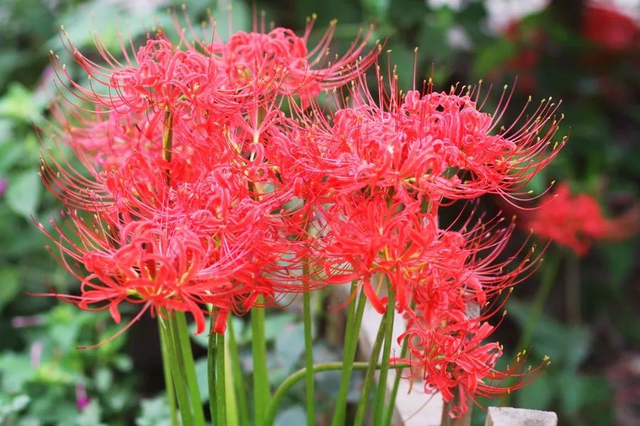 灵魂摆渡曼珠沙华的结局,灵魂摆渡的旁白曼珠沙华