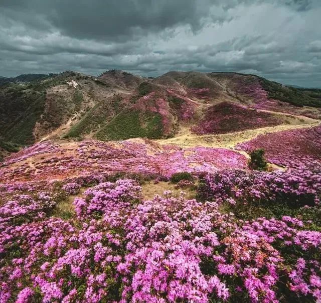 被大理丽江掩盖风头又怎样？它才是云南No.1！5月它太美了