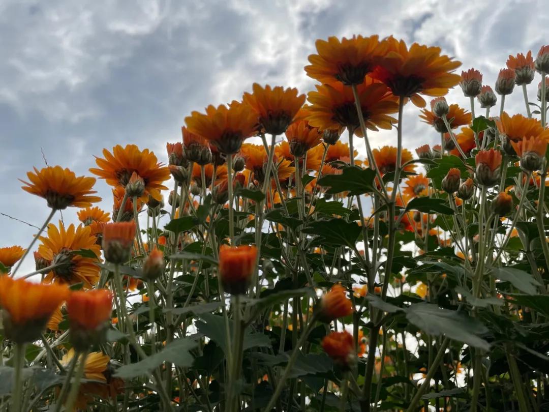 狼疮治疗记录,狼疮肾炎10年了