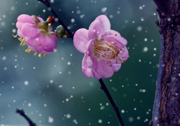 「原创诗词」侯*红庆**|笑傲枝头清骨冷此花不与百花同