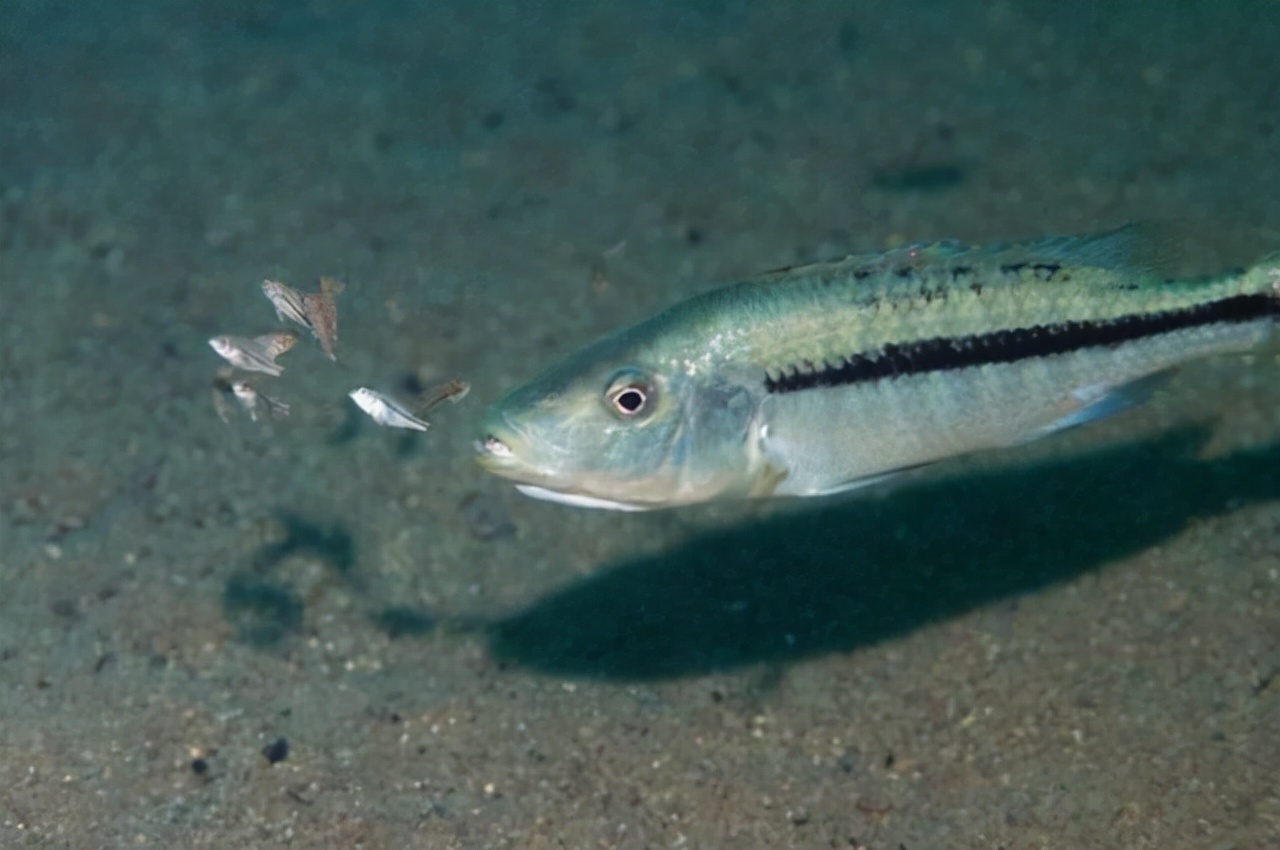 人类尿道和精子是一个通道吗,爬行动物是体内生殖还是体外生殖